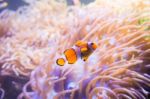 Cartoon Fish Near Sea Anemone Stock Photo