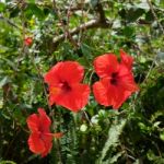 Close-up Of A Bright Red Hibiscus Flower In Spain Stock Photo