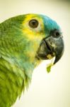 Blue-fronted Amazon Parrot Stock Photo