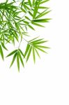 Bamboo Leaves Stock Photo