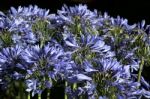 Vivid Blue Agapanthus (africanus) Stock Photo