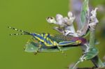 Painted Grasshopper Stock Photo