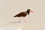 American Oystercatcher, Haematopus Palliatus,  Looking For Food Stock Photo