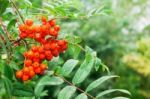 Bunch Of Rowan With Raindrops Stock Photo