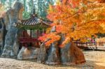 Autumn Trees In Nami Island, Korea Stock Photo