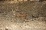 Deer In Forest Stock Photo