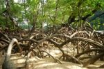 Mangrove with roots Stock Photo