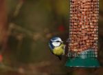 Blue Tit Stock Photo