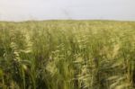 Mediterranean Native Vegetation Stock Photo