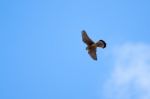 Common Kestrel (falco Tinnunculus) In Tenerife Stock Photo