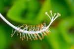 White Carpel Of The Hibiscus Flowers Stock Photo