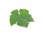 Grape Leaf Isolated On The White Background Stock Photo