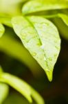 Green Leaves With Droplets Stock Photo