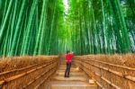 Woman Take A Photo At Bamboo Forest In Kyoto, Japan Stock Photo