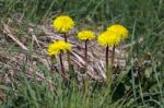 Close-up Of A Clump Of Dandelions (taraxacum) Stock Photo