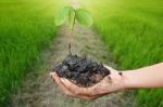 Plant In The Hand On Rice Field Background Stock Photo