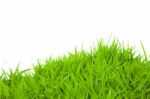 Green Grass Stock Photo