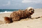 Dog On The Beach Stock Photo