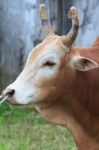 Close Up Red Cow Face Stock Photo