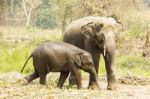 Mother Elephant And Baby Stock Photo