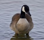 Beautiful Isolated Photo Of A Funny Canada Goose In The Lake Stock Photo