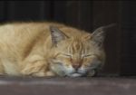 Cute Lazy Cat On The Floor Stock Photo