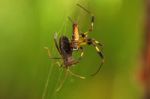 A Banana Spider Hunting Stock Photo