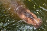 Hippopotamus Swimming In Water Stock Photo