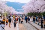 Jinhae,korea - April 4 : Jinhae Gunhangje Festival Is The Largest Cherry Blossom Festival In Korea.tourists Taking Photos Of The Beautiful Scenery Around Jinhae,korea On April 4,2015 Stock Photo