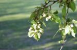 The Blooming Of Apple Trees Stock Photo