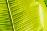 Banana Leaf Texture Stock Photo