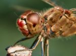 Portrait Of A Red Dragonfly Stock Photo