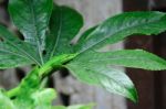 Fuengirola, Andalucia/spain - July 4 : Green Mamba (dendroaspis Stock Photo