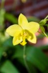 Ground Orchid Flower Stock Photo