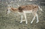 Deer Outside During The Day Stock Photo