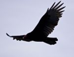 Background With A Vulture In The Sky Stock Photo