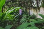 Man Walking Though A Path In The Forest Stock Photo