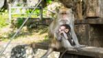 Monkeys Sitting On Staircase, Purity Of Love Stock Photo