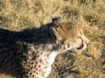 Cheetah In Namibia Stock Photo