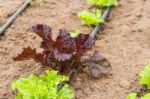 Plantation Of Lettuce In A Greenhouse In The Organic Garden Stock Photo