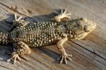 European Gecko Stock Photo