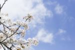 Sakura Cherry Blossom Stock Photo