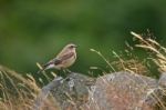 Wheatear Stock Photo