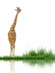 Giraffe Stock Photo