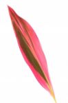 Leaf Of Cordyline Stock Photo