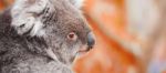 Koala By Itself In A Tree Stock Photo