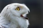 Snowy Owl (bubo Scandiacus) Stock Photo