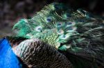 Peacock (pavo Cristatus) Stock Photo