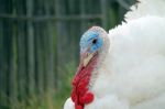 Male Turkey Stock Photo