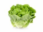 Lettuce Isolated On White Background Stock Photo